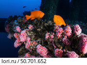Two Garibaldi spar for mates among the anemone's, Southern California. Стоковое фото, фотограф Brook Peterson/Stocktrek Images / ТАСС / Фотобанк Лори
