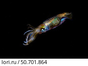 A bigfin reef squid off the coast of Komodo Island in Komodo National Park. Стоковое фото, фотограф Ethan Daniels/Stocktrek Images / ТАСС / Фотобанк Лори