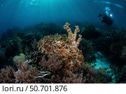 A broadclub cuttlefish hovers above a beautiful coral reef in Komodo National Park. Стоковое фото, фотограф Ethan Daniels/Stocktrek Images / ТАСС / Фотобанк Лори