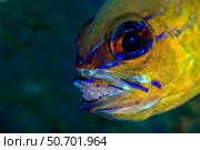 Ringtailed cardinalfish with eggs in its mouth, Anilao, Philippines. Стоковое фото, фотограф Bruce Shafer/Stocktrek Images / ТАСС / Фотобанк Лори