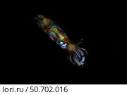 A bigfin reef squid off the coast of Komodo Island in Komodo National Park. Стоковое фото, фотограф Ethan Daniels/Stocktrek Images / ТАСС / Фотобанк Лори