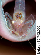 Commensal sponge shrimp in tube sponge, Anilao, Philippines. Стоковое фото, фотограф Bruce Shafer/Stocktrek Images / ТАСС / Фотобанк Лори