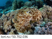 A broadclub cuttlefish hovers above a beautiful coral reef in Komodo National Park. Стоковое фото, фотограф Ethan Daniels/Stocktrek Images / ТАСС / Фотобанк Лори