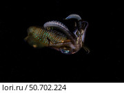 A bigfin reef squid off the coast of Komodo Island in Komodo National Park. Стоковое фото, фотограф Ethan Daniels/Stocktrek Images / ТАСС / Фотобанк Лори