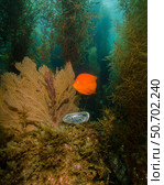 An orange Garibaldi and green abalone in a kelp forest, Catalina Island, California Brent Barnes/Stocktrek Images (2017 год). Стоковое фото, агентство ТАСС / Фотобанк Лори
