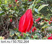 Blossom Wax Mallow, or Sleeping Hibiscus (lat.- Malvaviscus arboreus) Стоковое фото, фотограф Irina Opachevsky / Фотобанк Лори
