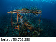 School of transparent sweepers in a submerged sponge-encrusted steel structure. Стоковое фото, фотограф Mathieu Meur/Stocktrek Images / ТАСС / Фотобанк Лори