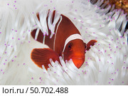 A spine-cheeked anemonefish swims among the tentacles of its host anemone. Стоковое фото, фотограф Ethan Daniels/Stocktrek Images / ТАСС / Фотобанк Лори