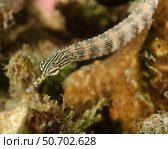 A scribbled pipefish in Indonesia. Стоковое фото, фотограф Brent Barnes/Stocktrek Images / ТАСС / Фотобанк Лори