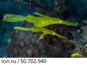 A pair of robust ghost pipefish in Komodo National Park, Indonesia. Стоковое фото, фотограф Ethan Daniels/Stocktrek Images / ТАСС / Фотобанк Лори