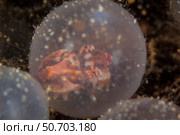 Flamboyant cuttlefish embryos on the sea floor in Lembeh Strait, Indonesia. Стоковое фото, фотограф Ethan Daniels/Stocktrek Images / ТАСС / Фотобанк Лори