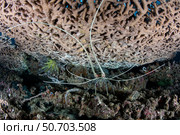 A painted rock lobster (Panulirus versicolor) underneath a large table coral. Стоковое фото, фотограф Ethan Daniels/Stocktrek Images / ТАСС / Фотобанк Лори