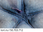 A tiny Periclimenes soror shrimp clings to its host starfish. Стоковое фото, фотограф Ethan Daniels/Stocktrek Images / ТАСС / Фотобанк Лори
