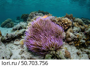 A pink anemonefish, Amphiprion perideraion, swims above its host anemone. Стоковое фото, фотограф Ethan Daniels/Stocktrek Images / ТАСС / Фотобанк Лори