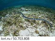 A large banded sea snake swims over a beautiful seagrass meadow. Стоковое фото, фотограф Ethan Daniels/Stocktrek Images / ТАСС / Фотобанк Лори