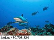 A school of silvertip sharks, Socorro Island, Mexico. Стоковое фото, фотограф Brook Peterson/Stocktrek Images / ТАСС / Фотобанк Лори