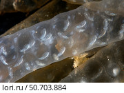 Bigfin reef squid embryos develop in Lembeh Strait, Indonesia. Стоковое фото, фотограф Ethan Daniels/Stocktrek Images / ТАСС / Фотобанк Лори