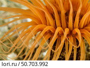 Orange tube anemone, Todos Santos Island, Mexico. Стоковое фото, фотограф Morten Beier/Stocktrek Images / ТАСС / Фотобанк Лори