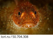 This sculpin fish, south of Sisimiut, Greenland. Стоковое фото, фотограф Morten Beier/Stocktrek Images / ТАСС / Фотобанк Лори