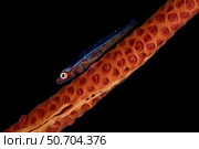 A tiny sea whip goby lays on its host octocoral. Стоковое фото, фотограф Ethan Daniels/Stocktrek Images / ТАСС / Фотобанк Лори
