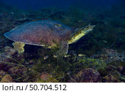 Softshell turtles inhabit Balmorhea Springs in west Texas. Стоковое фото, фотограф Jennifer Idol/Stocktrek Images / ТАСС / Фотобанк Лори