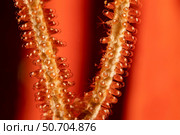Eggs of a golden damsel, Amblyglyphidodon aureus, on a sea whip in the Philippines David Fleetham/Stocktrek Images (2021 год). Стоковое фото, агентство ТАСС / Фотобанк Лори