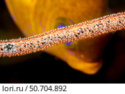 A golden damsel, Amblyglyphidodon aureus, tending eggs which on a dead sea whip. Стоковое фото, фотограф David Fleetham/Stocktrek Images / ТАСС / Фотобанк Лори