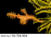 A female ornate ghost pipefish, Solenostomus paradoxus, holding its egg mass in pouch below its abdomen. Стоковое фото, фотограф David Fleetham/Stocktrek Images / ТАСС / Фотобанк Лори