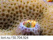 This species of coral hermit crab, Paguritta vittata, lives in a hole in hard coral, Yap, Micronesia. Стоковое фото, фотограф David Fleetham/Stocktrek Images / ТАСС / Фотобанк Лори