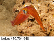 The male oval squid, Sepioteuthis lessoniana, can reach 14 inches in length. Стоковое фото, фотограф David Fleetham/Stocktrek Images / ТАСС / Фотобанк Лори