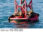 California sea lions, Zalophus californianus, on a buoy off Long Beach, California. Стоковое фото, фотограф David Fleetham/Stocktrek Images / ТАСС / Фотобанк Лори
