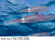 The Caribbean reef squid, Sepioteuthis sepioidea, in the Caribbean Sea. Стоковое фото, фотограф David Fleetham/Stocktrek Images / ТАСС / Фотобанк Лори