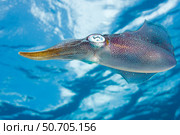 The Caribbean reef squid, Sepioteuthis sepioidea, in the Caribbean Sea. Стоковое фото, фотограф David Fleetham/Stocktrek Images / ТАСС / Фотобанк Лори