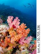 Grey reef sharks, Carcharhinus amblyrhynchos, circle above soft coral on a reef, Yap, Micronesia. Стоковое фото, фотограф David Fleetham/Stocktrek Images / ТАСС / Фотобанк Лори
