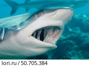 A grey reef shark, Carcharhinus amblyrhynchos, opens it's mouth off the island of Yap, Micronesia. Стоковое фото, фотограф David Fleetham/Stocktrek Images / ТАСС / Фотобанк Лори