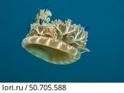 Upside-down jellyfish, Cassiopea xamachana, Florida, USA. Стоковое фото, фотограф David Fleetham/Stocktrek Images / ТАСС / Фотобанк Лори