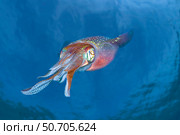 The Caribbean reef squid, Sepioteuthis sepioidea. Стоковое фото, фотограф David Fleetham/Stocktrek Images / ТАСС / Фотобанк Лори