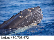 Barnacles attached to the chin of a humpback whale (Megaptera novaeangliae) Стоковое фото, фотограф David Fleetham/Stocktrek Images / ТАСС / Фотобанк Лори