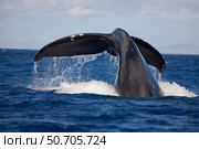 The tail of a humpback whale, Megaptera novaeangliae, off the coast of Lanai, Hawaii. Стоковое фото, фотограф David Fleetham/Stocktrek Images / ТАСС / Фотобанк Лори