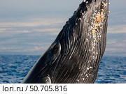 A close look at the pleats and barnacles on a breaching humpback whale, Hawaii. Стоковое фото, фотограф David Fleetham/Stocktrek Images / ТАСС / Фотобанк Лори