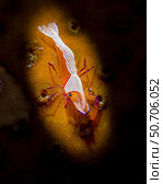 Snooted shot of an emperor shrimp (Periclimenes imperator) on a sea cucumber. Стоковое фото, фотограф Bruce Shafer/Stocktrek Images / ТАСС / Фотобанк Лори