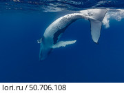 Humpback whale (Megaptera novaeangliae) calf playing at the surface. Стоковое фото, фотограф Bruce Shafer/Stocktrek Images / ТАСС / Фотобанк Лори