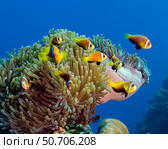 Maldive anemonefish (Amphiprion nigripes) play in their anemone, Maldives. Стоковое фото, фотограф Bruce Shafer/Stocktrek Images / ТАСС / Фотобанк Лори