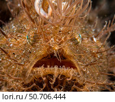 A face on portrait of a striated hairy frogfish, Anilao, Philippines. Стоковое фото, фотограф Brook Peterson/Stocktrek Images / ТАСС / Фотобанк Лори