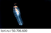 Siphonophore on a blackwater dive (forskalia sp) Стоковое фото, фотограф Brent Barnes/Stocktrek Images / ТАСС / Фотобанк Лори