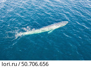 A pygmy blue whale, Balaenoptera musculus brevicauda, rises to the surface. Стоковое фото, фотограф Ethan Daniels/Stocktrek Images / ТАСС / Фотобанк Лори