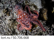A starry night octopus, Callistoctopus luteus, searches for prey on a reef at night. Стоковое фото, фотограф Ethan Daniels/Stocktrek Images / ТАСС / Фотобанк Лори
