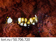 A peacock-tail anemone shrimp, Periclimenes brevicarpalis, amid its host anemone. Стоковое фото, фотограф Ethan Daniels/Stocktrek Images / ТАСС / Фотобанк Лори
