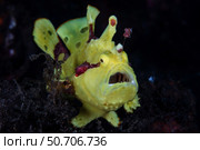 A colorful warty frogfish, Antennarius maculatus, yawns as it waits for prey. Стоковое фото, фотограф Ethan Daniels/Stocktrek Images / ТАСС / Фотобанк Лори