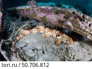 A walking epaulette shark, Hemiscyllium freycineti, crawls across the seafloor. Стоковое фото, фотограф Ethan Daniels/Stocktrek Images / ТАСС / Фотобанк Лори
